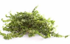 Gröna Krukväxter Mix i 17cm kruka