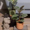Gröna växter Mix Easy Care 11 cm