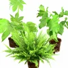Grönväxter lat. Syngonium 'Pixie' Mix