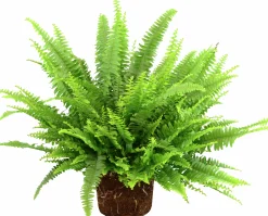 Grönväxter lat. Syngonium 'Pixie' Mix