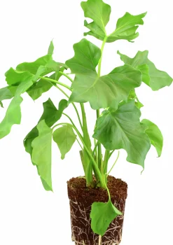 Grönväxter lat. Syngonium 'Pixie' Mix