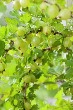 Gula Krusbär 'Hinnomäki'