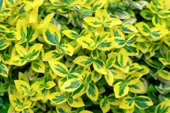 Gulbrokig klätterbenved 'Emerald'n Gold' Krukodlad