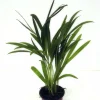 Guldpalm lat. Dypsis lutescens 24cm