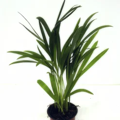 Guldpalm lat. Dypsis lutescens 24cm