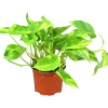 Gullranka lat. Epipremnum aureum Mix