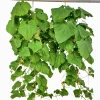 Gurka Ampel lat. Cucumis sativus