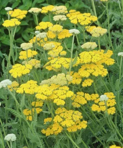 Gyllenrölleka 'Coronation Gold'