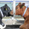 Halsrem DeLaval för ko 110cm