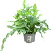 Hartassbräken lat. Phlebodium aureum