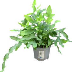 Hartassbräken lat. Phlebodium aureum