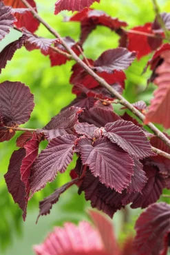 Hasselnöt 'Rote Zellernuss'