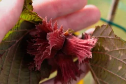 Hasselnöt 'Rote Zellernuss'