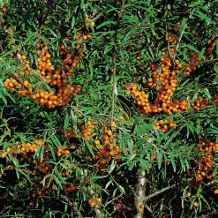 Havtorn 'Balsgård Lotta®' Honplanta