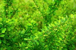 Häckberberis Krukodlad