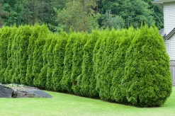 Häcktuja 'Brabant' 20-40cm