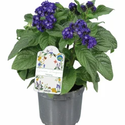 Heliotrop lat. Heliotropium arborescens