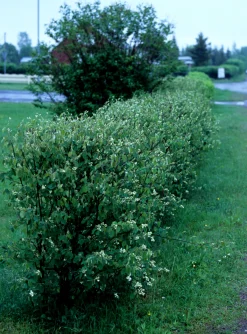 Häggmispel Barrotad