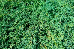 Himalaya-en 'Blue Carpet' Krukodlad