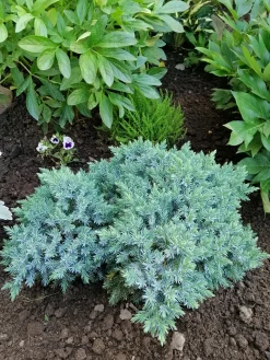 Himalaya-en 'Blue Star' Krukodlad