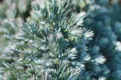 Himalaya-en 'Blue Star' Krukodlad