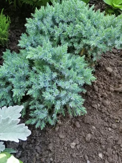 Himalaya-en 'Blue Star' Krukodlad
