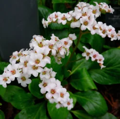 Hjärtbergenia 'Bessingham White'