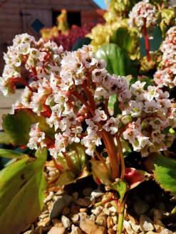 Hjärtbergenia 'Bessingham White'