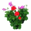 Hängpelargon lat. Pelargonium peltatum i 12cm kruka