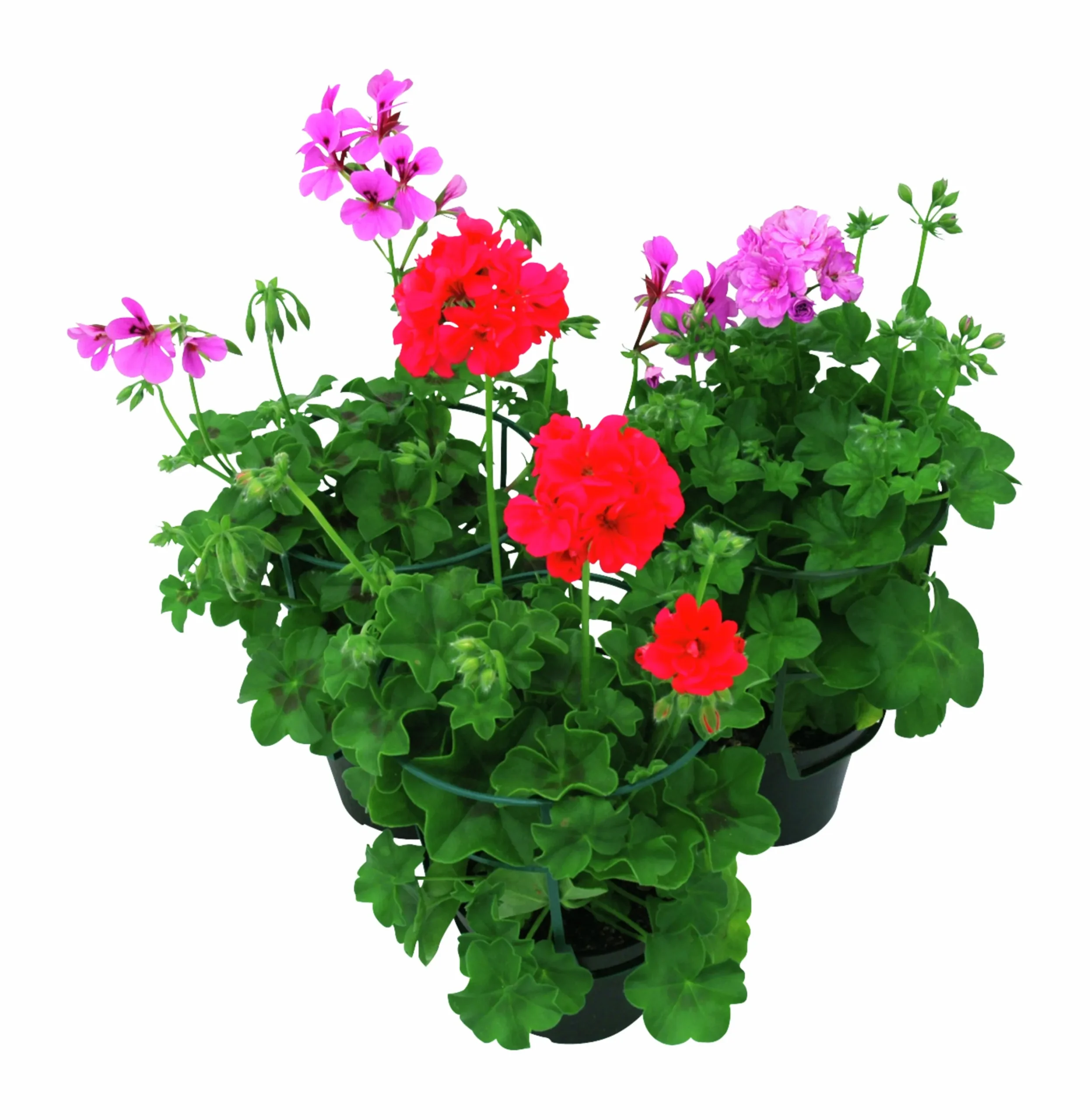 Hängpelargon lat. Pelargonium peltatum i 12cm kruka