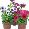 Hängpetunia lat. Petunia x hybrida Surfinia