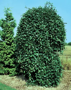 Hängsälg 'Kilmarnock'