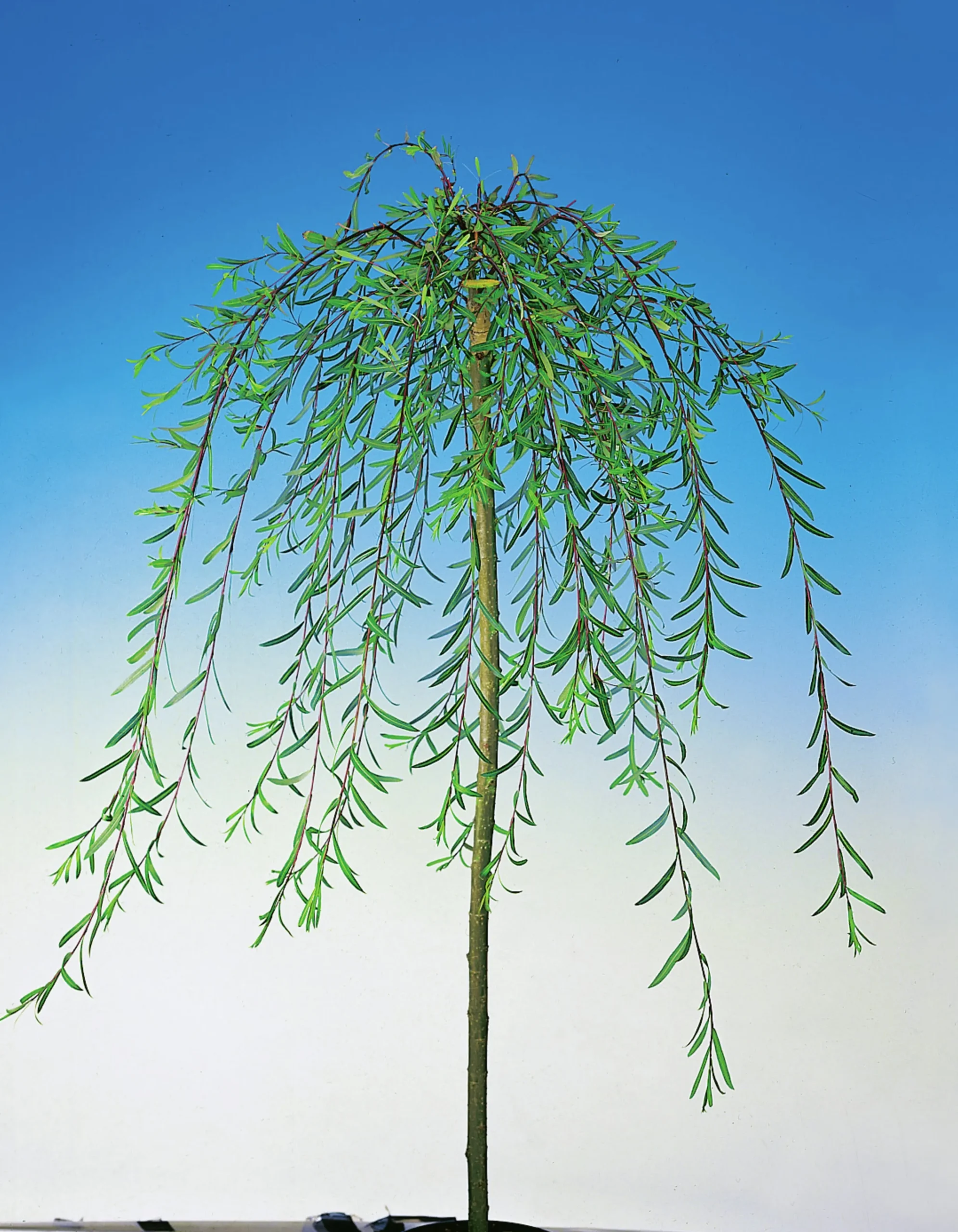 Hängvide ca 100-120cm