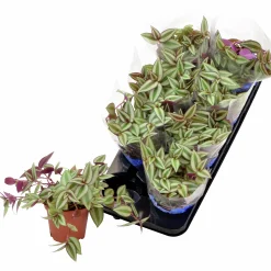 Homejoy lat. Sedum Pilea Mix