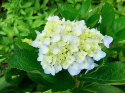 Hortensia 'Blushing Bride' Krukodlad