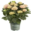 Hortensia Magical 23cm kruka
