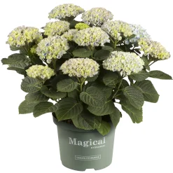 Hortensia Magical 23cm kruka