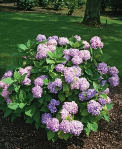 Hortensia 'Nikko Blue' Krukodlad