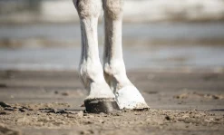 Hov- och Veterinärtejp Outdoor tapes Vit 18m