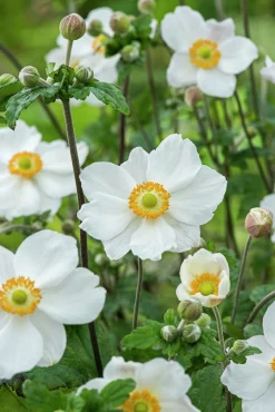 Höstanemon 'Honorine Jobert'