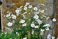 Höstanemon 'Honorine Jobert'
