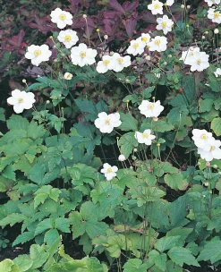 Höstanemon 'Honorine Jobert' 2L