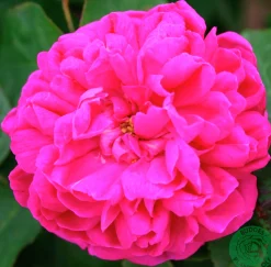 Höstdamascenerros 'Rose de Rescht' Barrotad