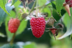 Hösthallon 'Elektra'