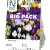 Höstlök Nelson Garden Botanisk Krokus Mixfärger BigPack