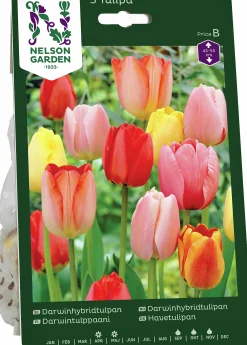 Höstlök Nelson Garden Darwintulpan Mix