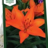 Höstlök Nelson Garden Lilja Asiatisk Orange