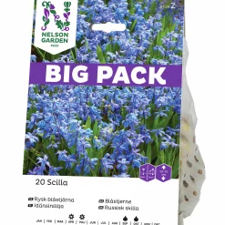 Höstlök Nelson Garden Rysk Blåstjärna Big Pack