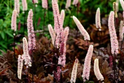 Höstsilverax 'Brunette'