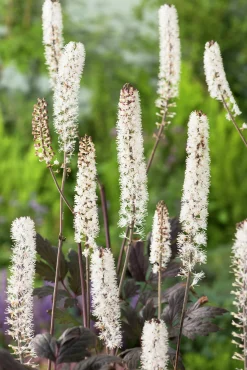 Höstsilverax 'Pink Spike'